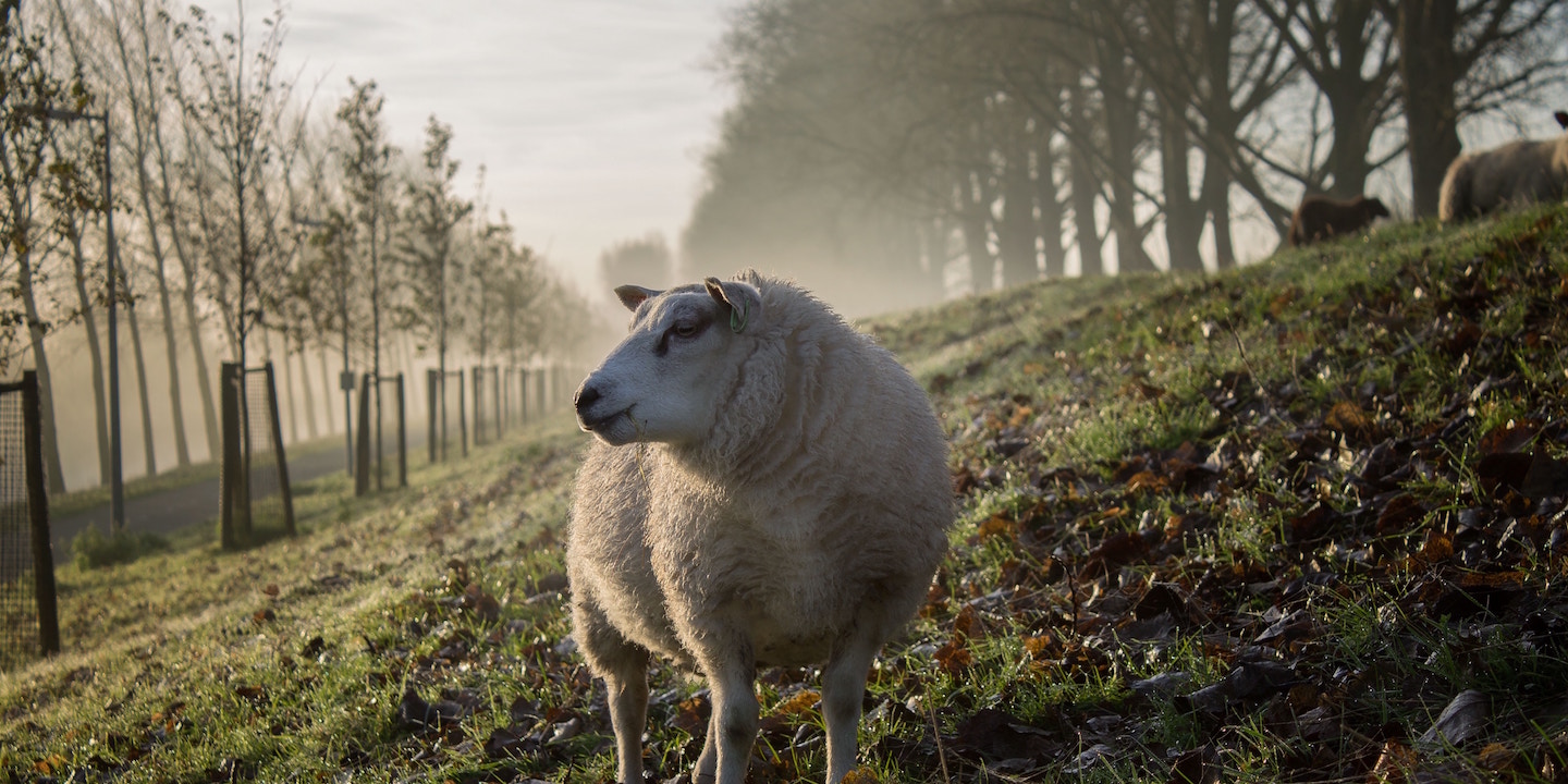 Sheep in morning pasture
