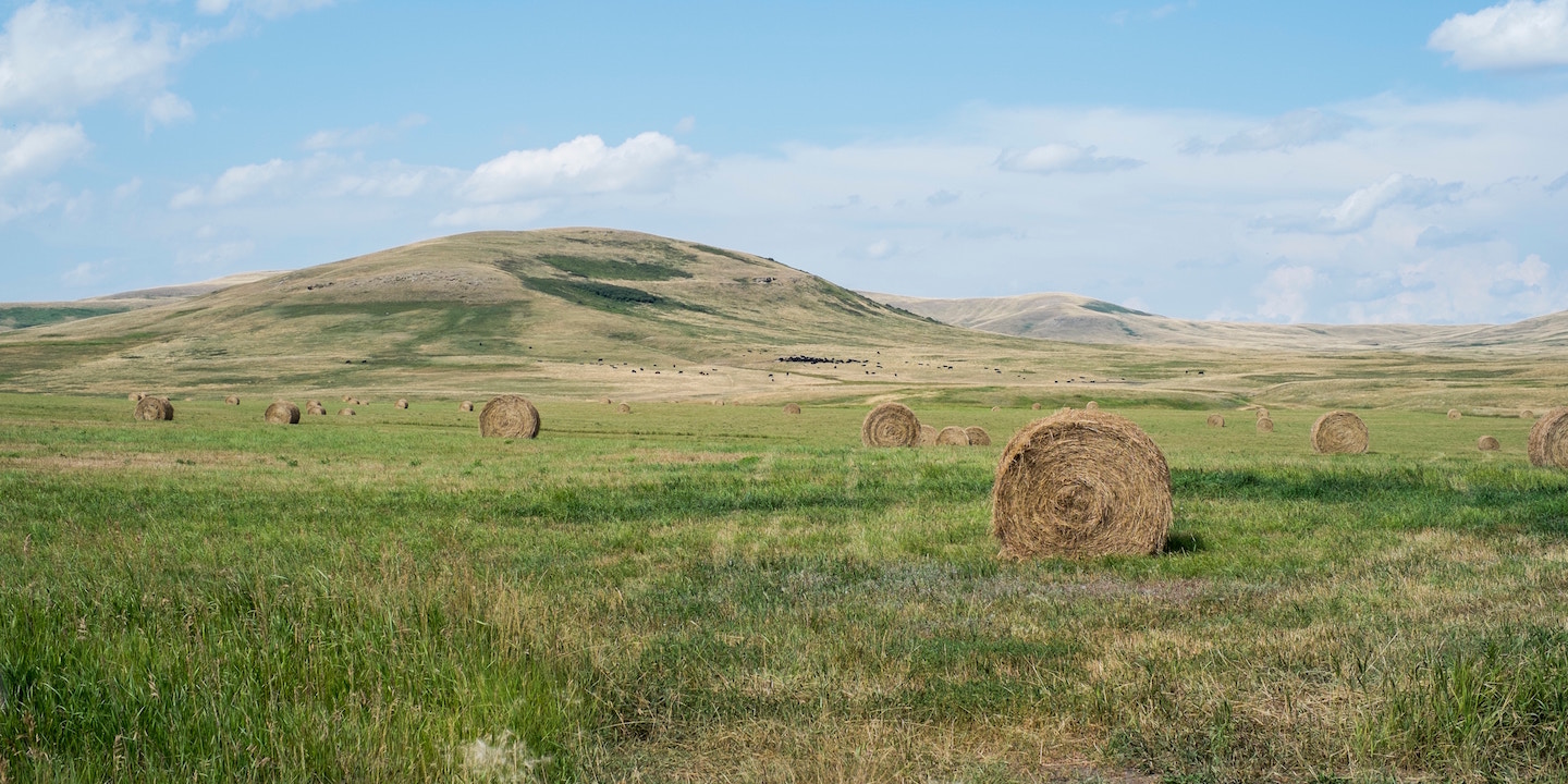 Sheep in morning pasture